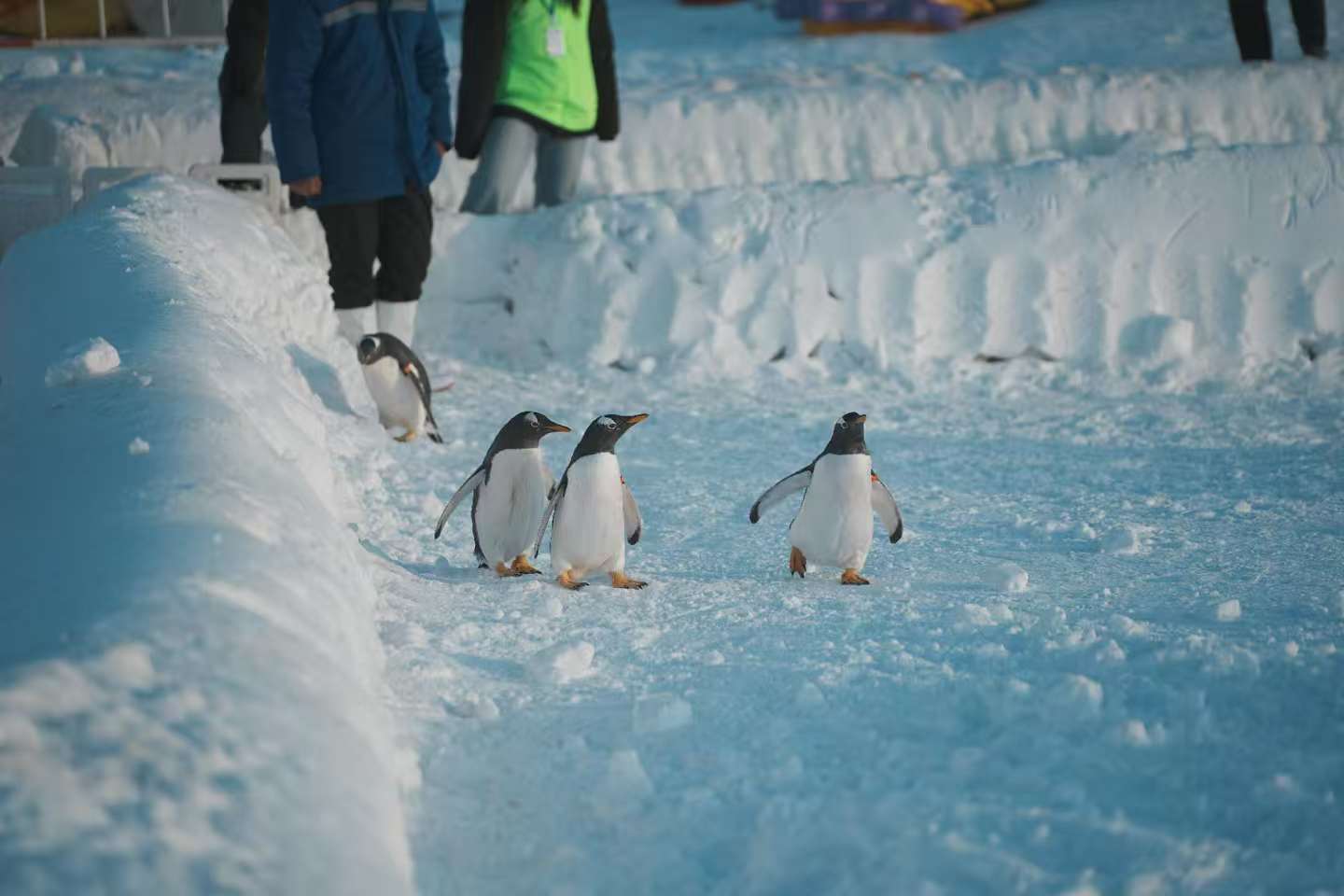 池州企鵝出租_多年生產(chǎn)經(jīng)驗