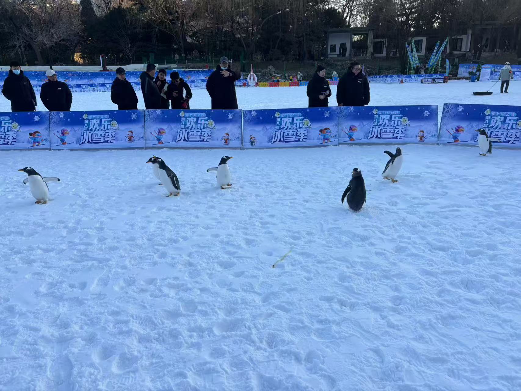 黃岡黃州企鵝展覽真誠的服務