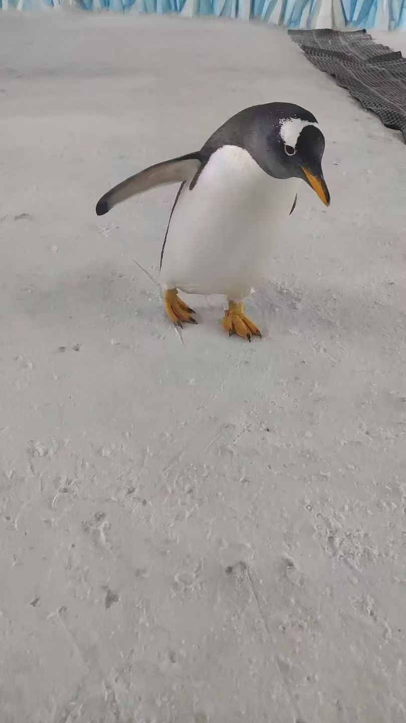 贛州崇義企鵝展覽現(xiàn)貨直發(fā)