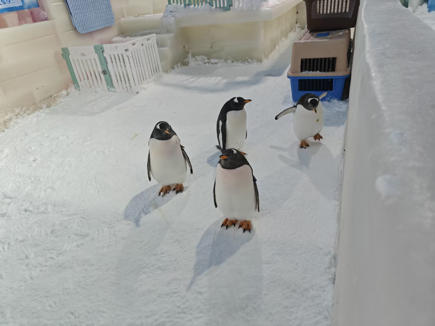 恩施咸豐巴布亞企鵝廠家-長期有效