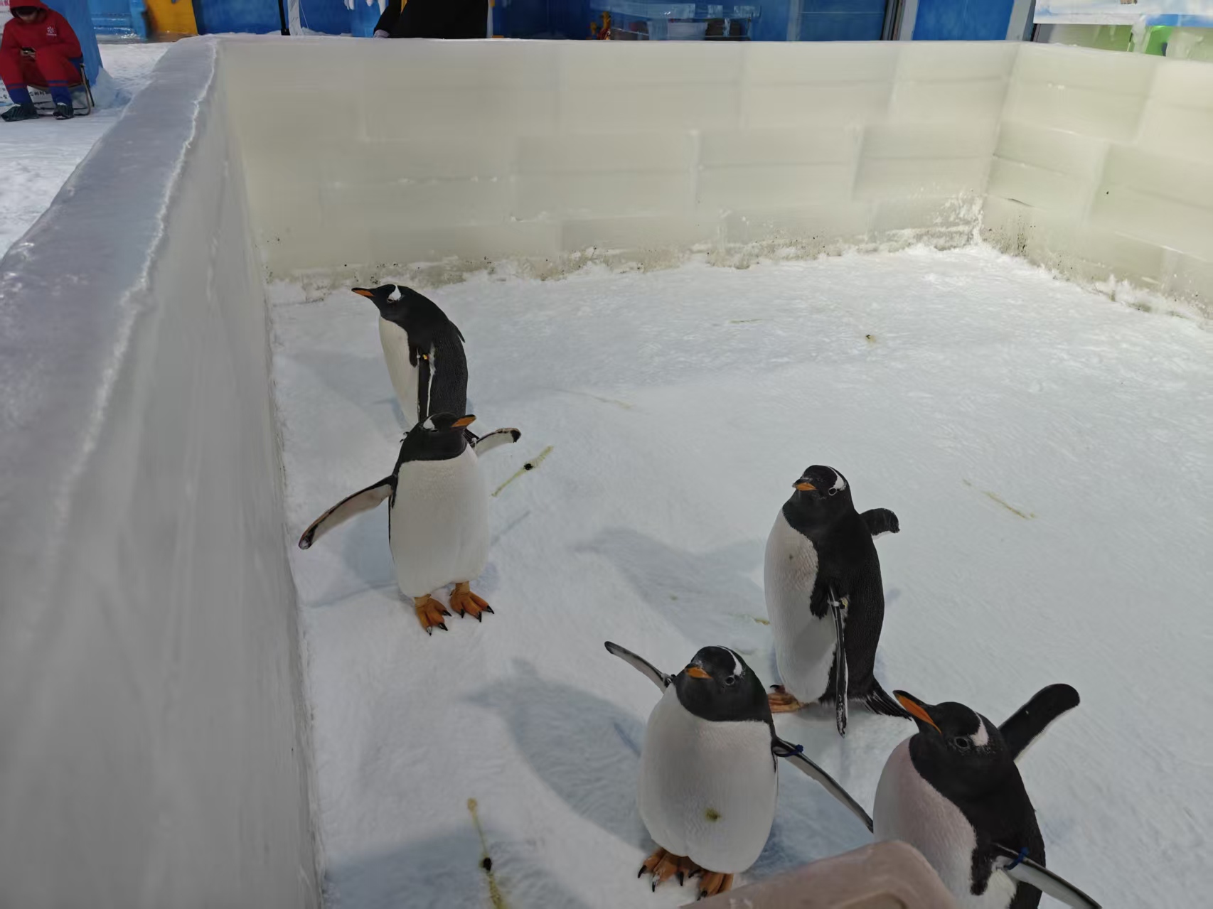 上饒企鵝展覽-企鵝展覽品質保證