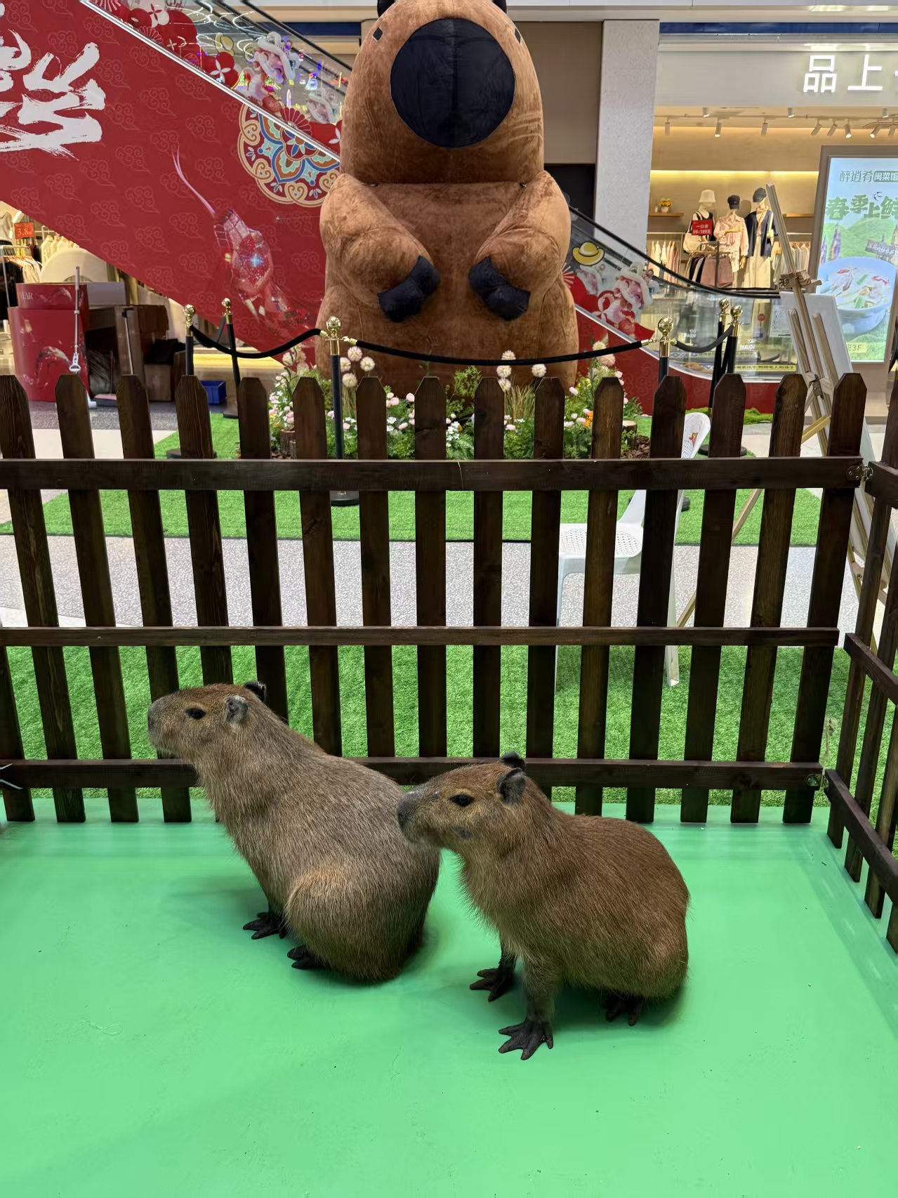 水豚出租常規(guī)貨源充足