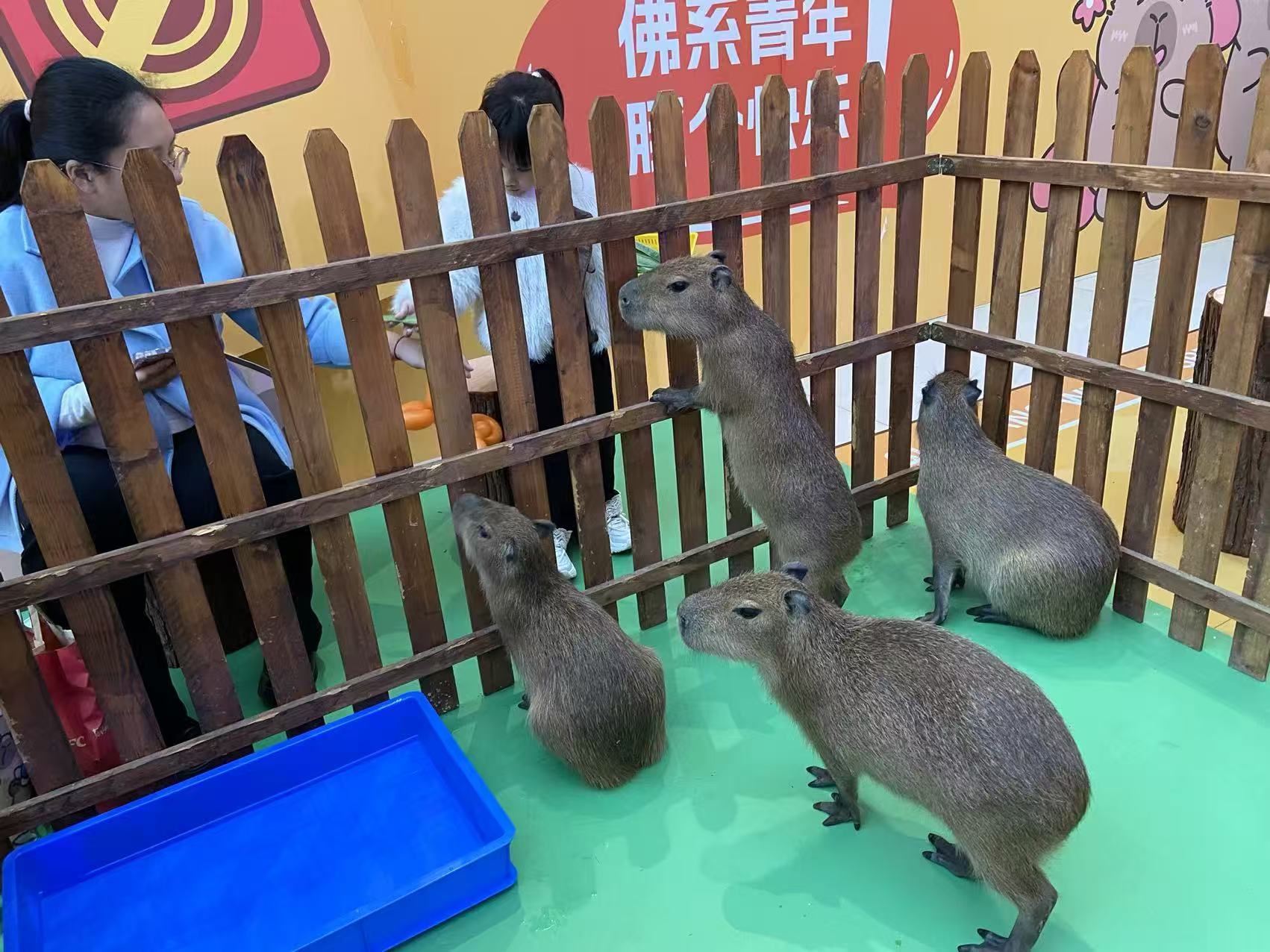 租賃資質(zhì)核查熱賣(mài)中