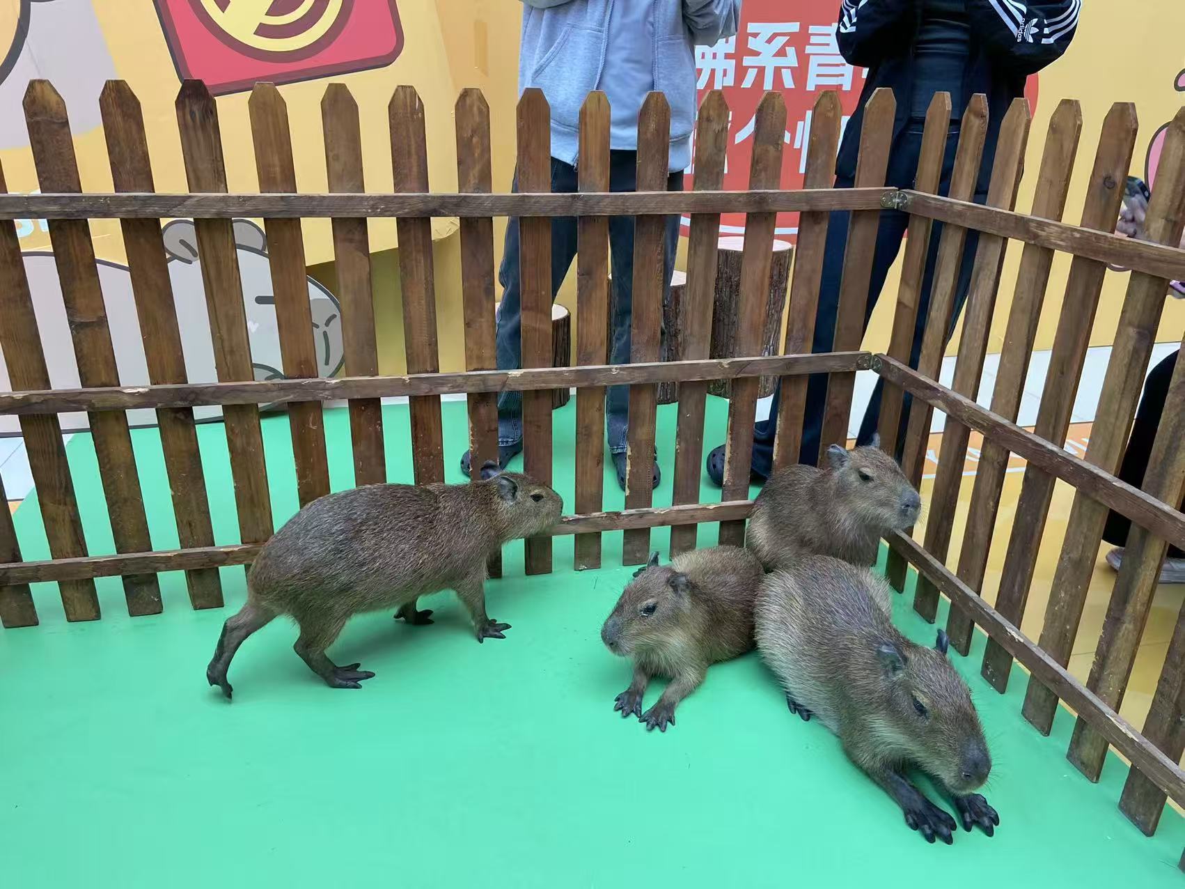 鎮(zhèn)江潤(rùn)州批發(fā)養(yǎng)殖基地的當(dāng)?shù)貜S家