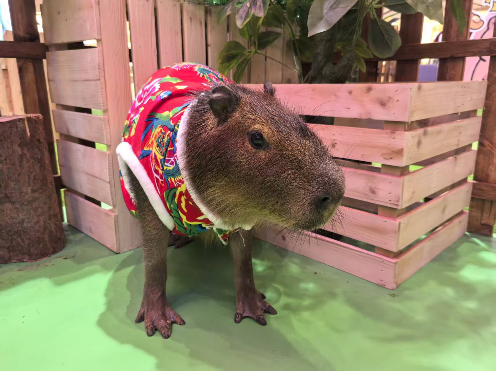 飼養(yǎng)員_按需定制