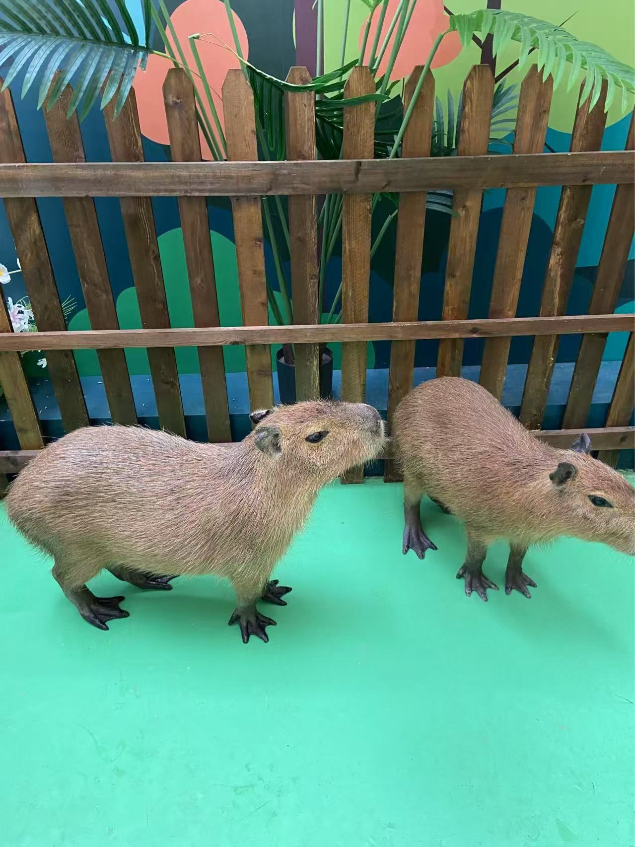 朔州養(yǎng)殖基地廠銷價優(yōu)