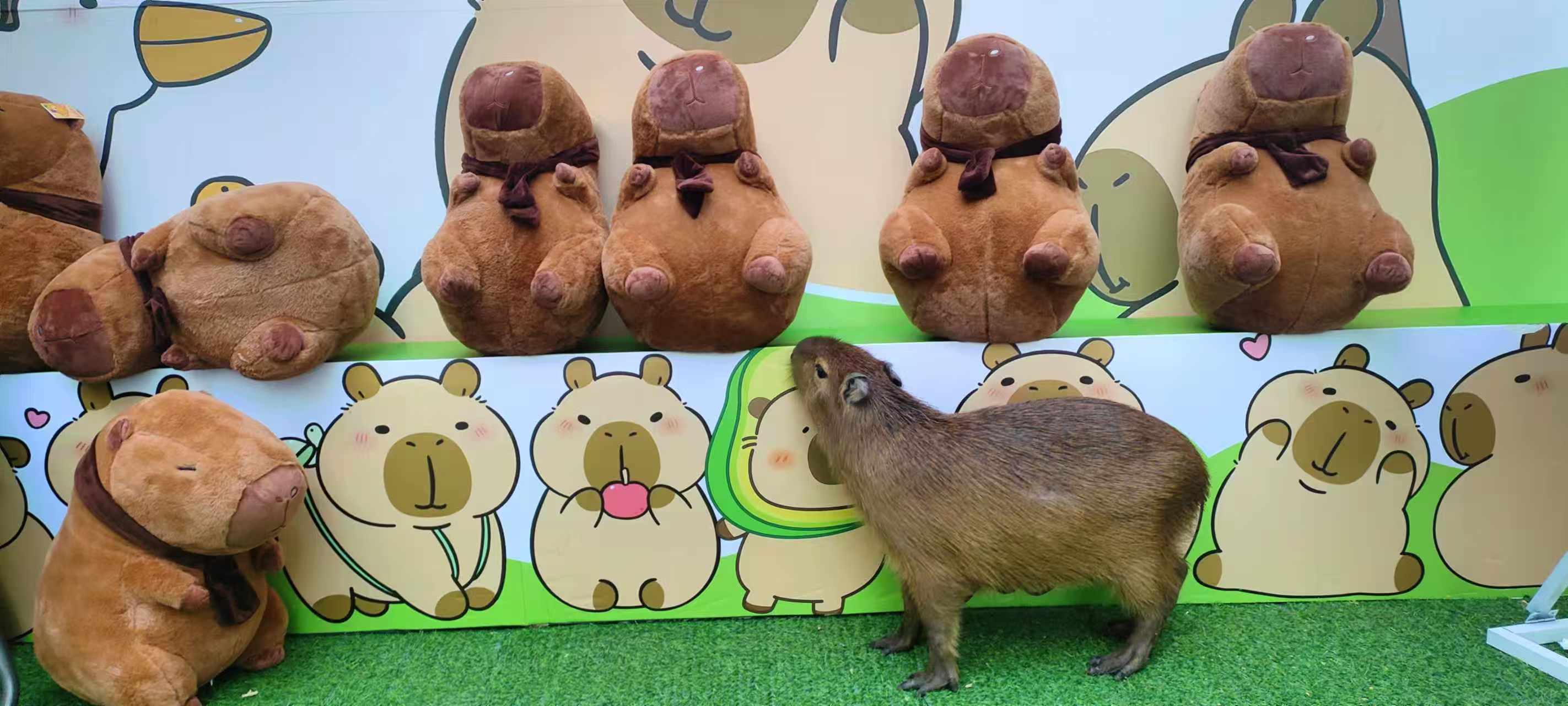 卡皮巴拉租賃貨源充足