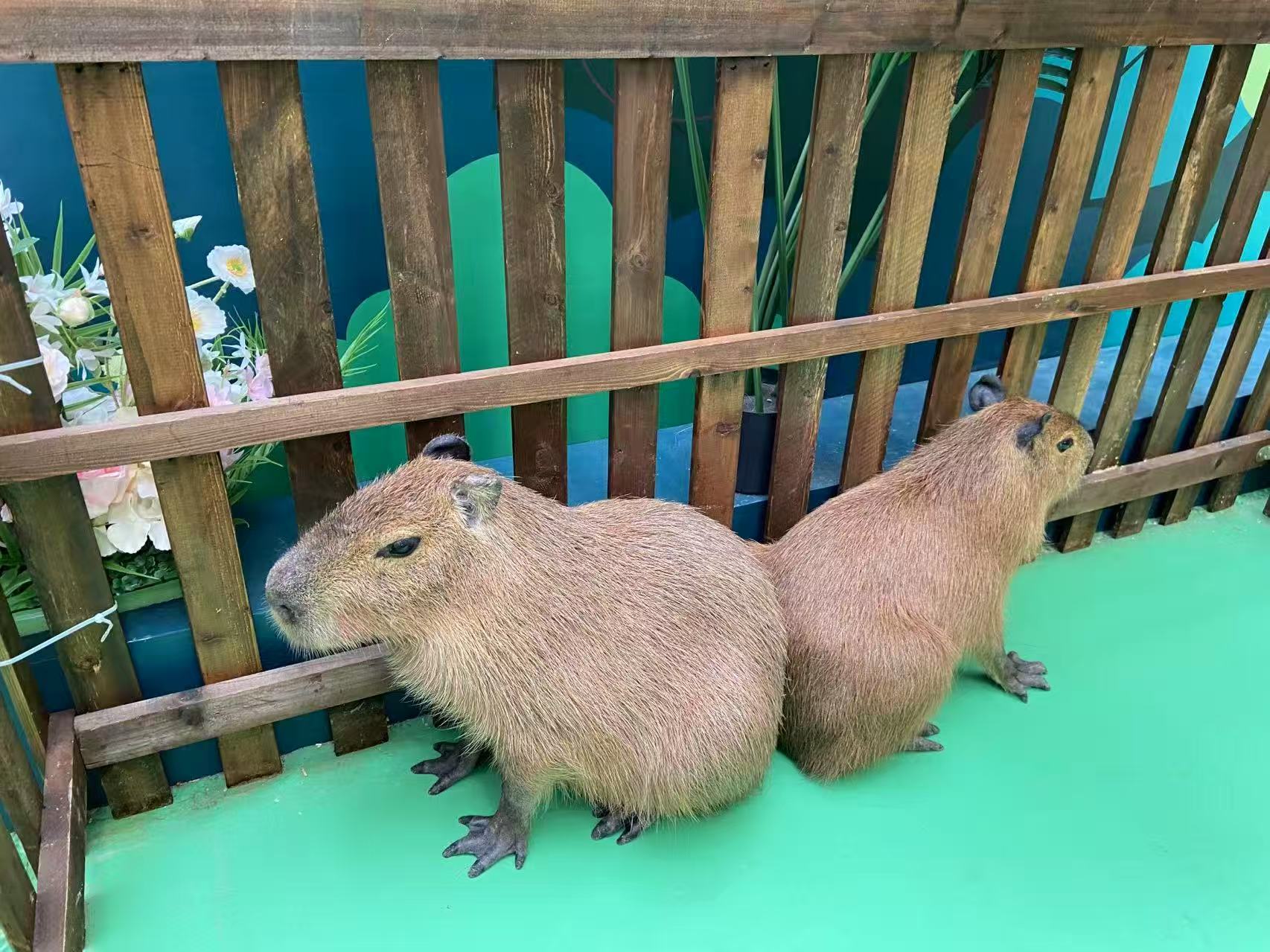 臨汾堯都卡皮巴拉天天低價(jià)