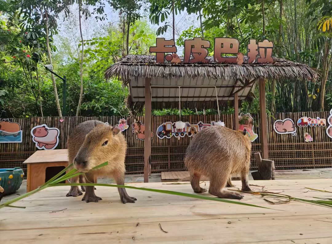 銷售萌寵動物出租_誠信廠家