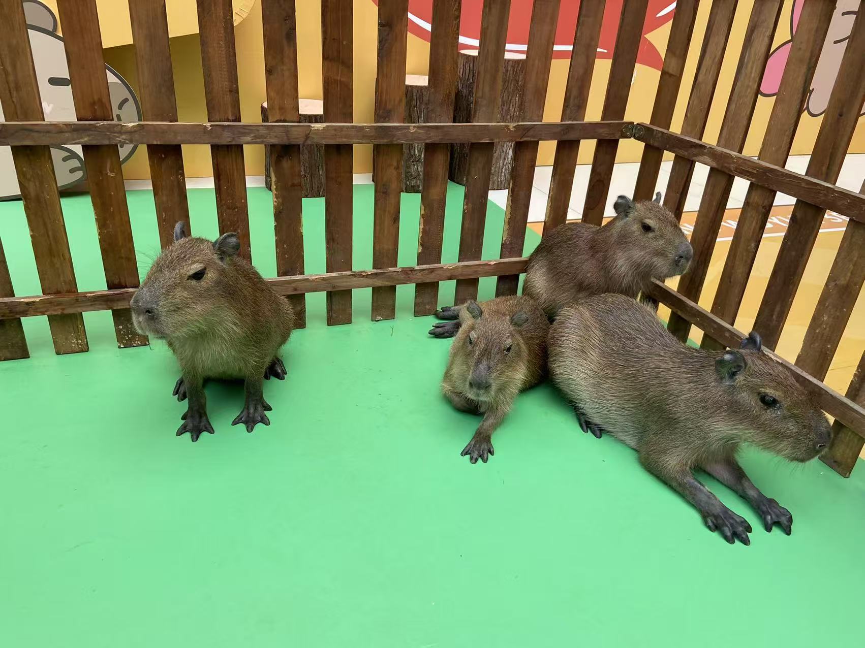 卡皮巴拉租賃一站式服務(wù)