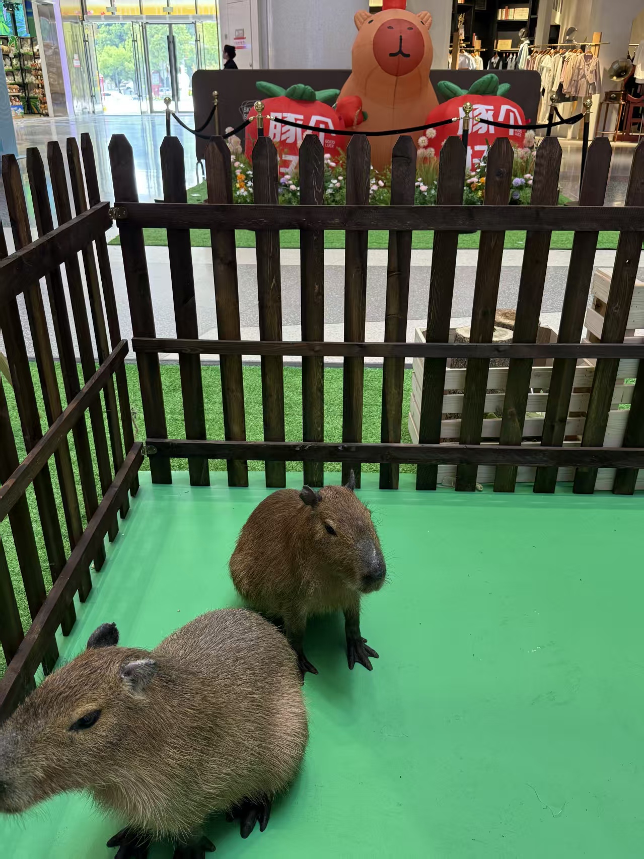 卡皮巴拉租賃一站式服務(wù)