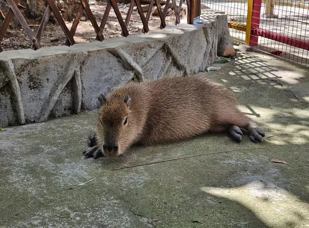 三明三元出租優(yōu)勢(shì)正規(guī)實(shí)體廠家