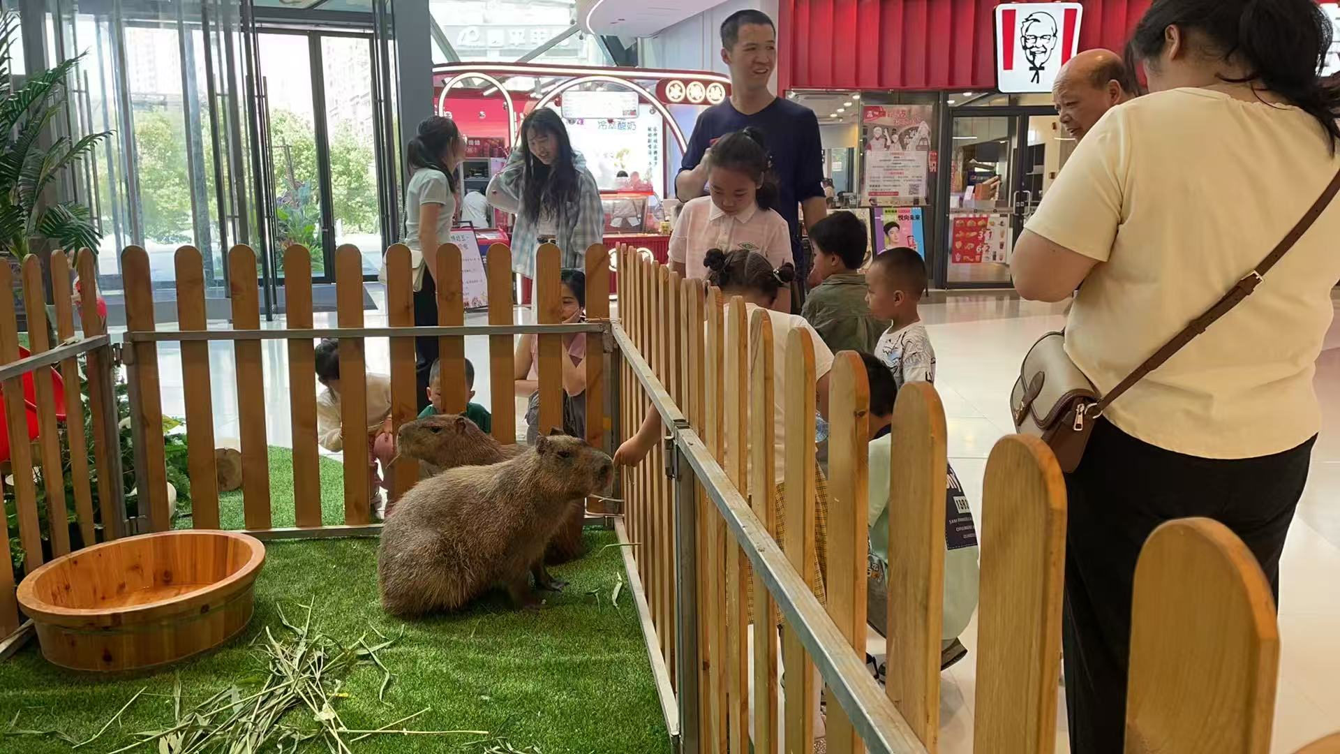 九江廬山卡皮巴拉、卡皮巴拉出廠價(jià)