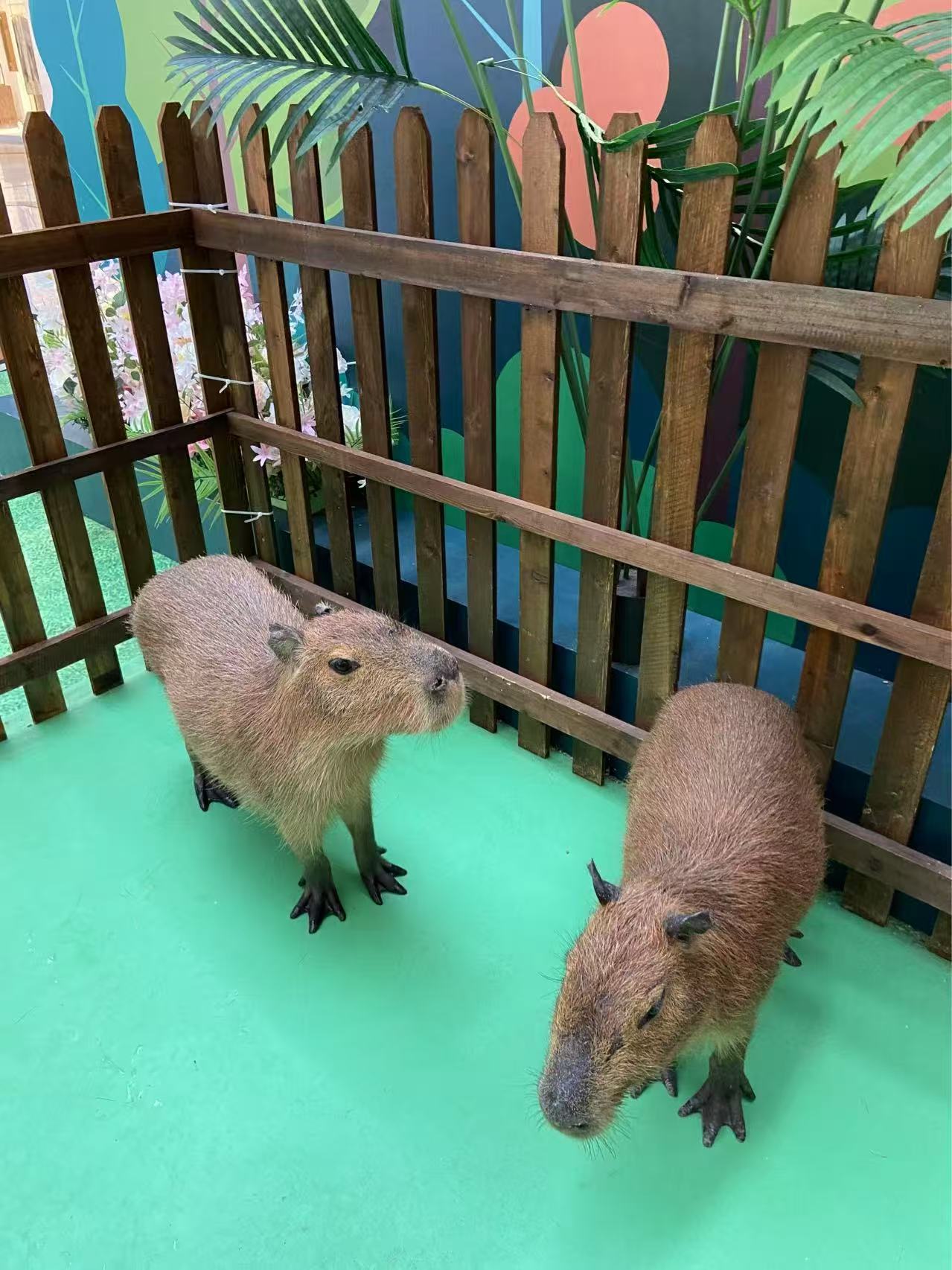 防城港港口水豚出租備貨充足