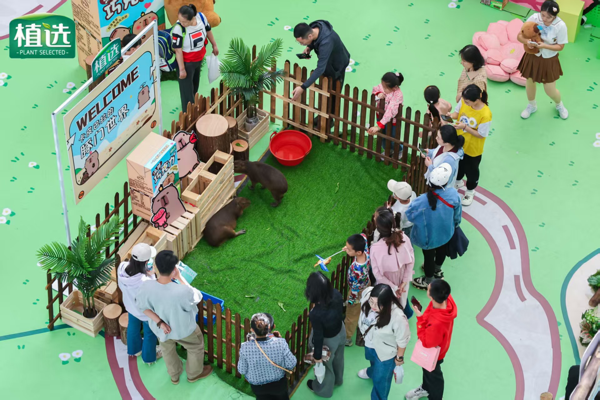 蘇州虎丘常年供應(yīng)卡皮巴拉租賃-優(yōu)質(zhì)