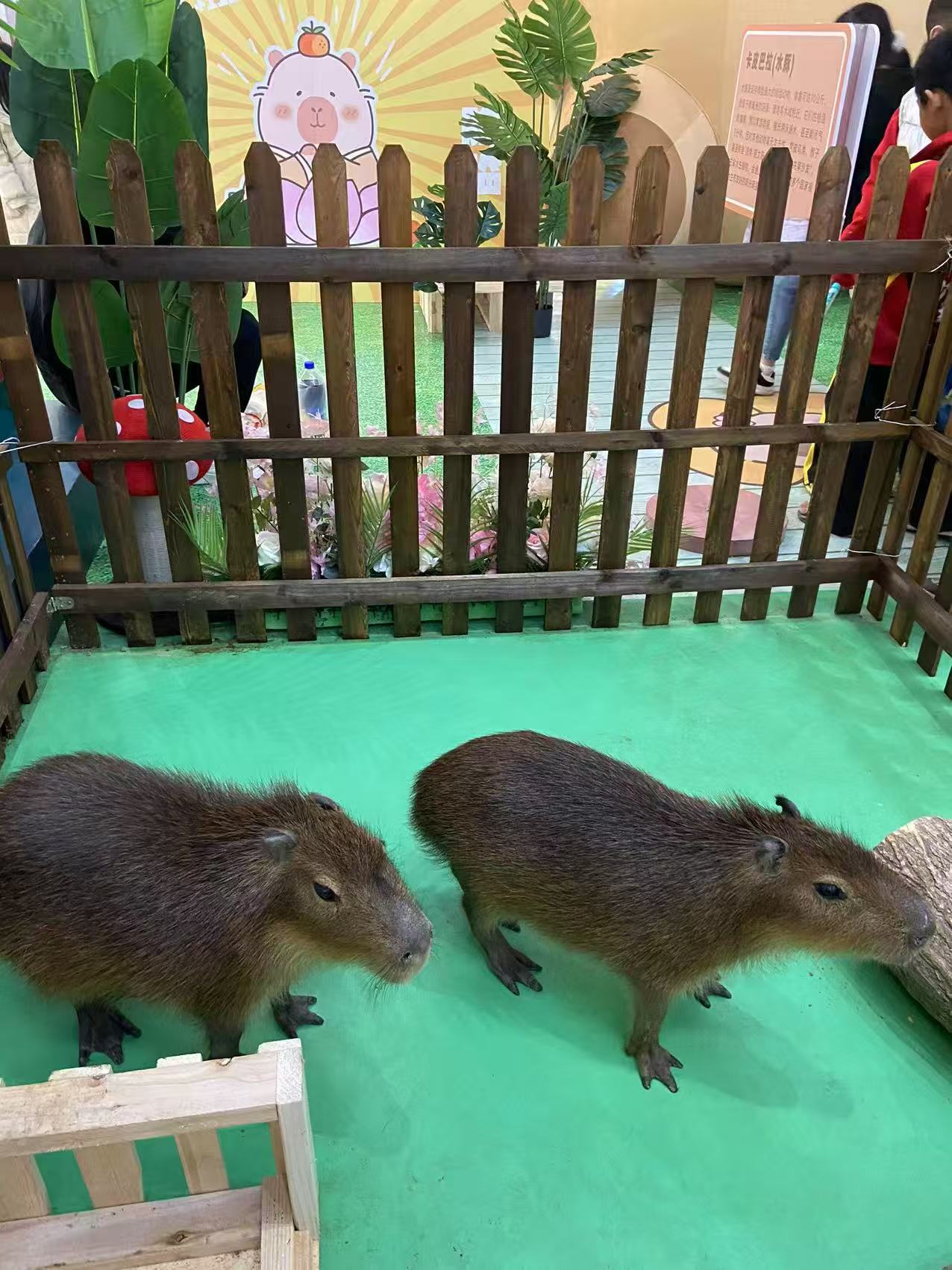 全年齡段適配專(zhuān)業(yè)廠家直銷(xiāo)