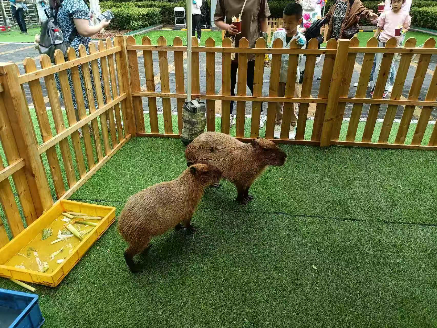 供應(yīng)全年齡段適配_誠(chéng)信企業(yè)