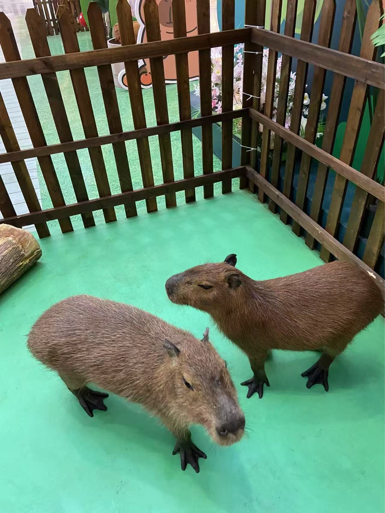 批發(fā)養(yǎng)殖基地的當(dāng)?shù)貜S家