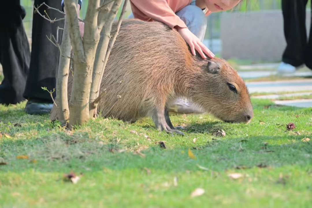 廈門海滄檢疫標(biāo)準(zhǔn)熱銷貨源