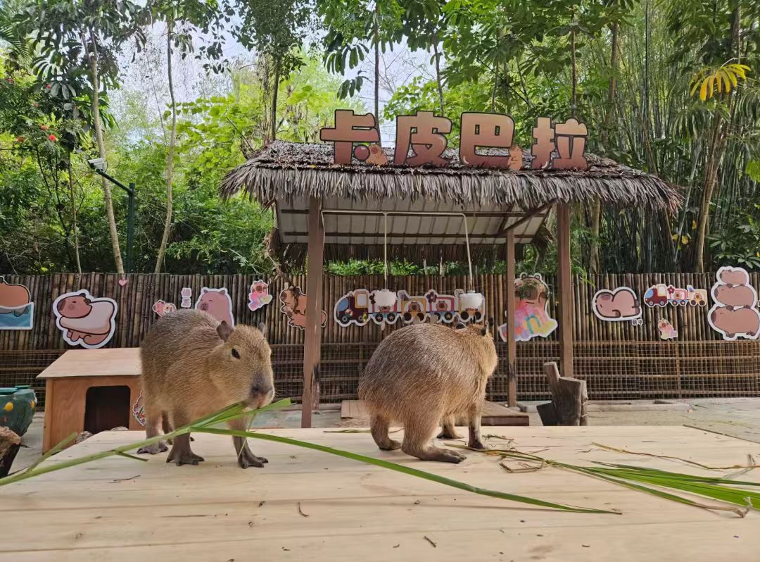 漳州東山本地飼養(yǎng)員供應(yīng)商