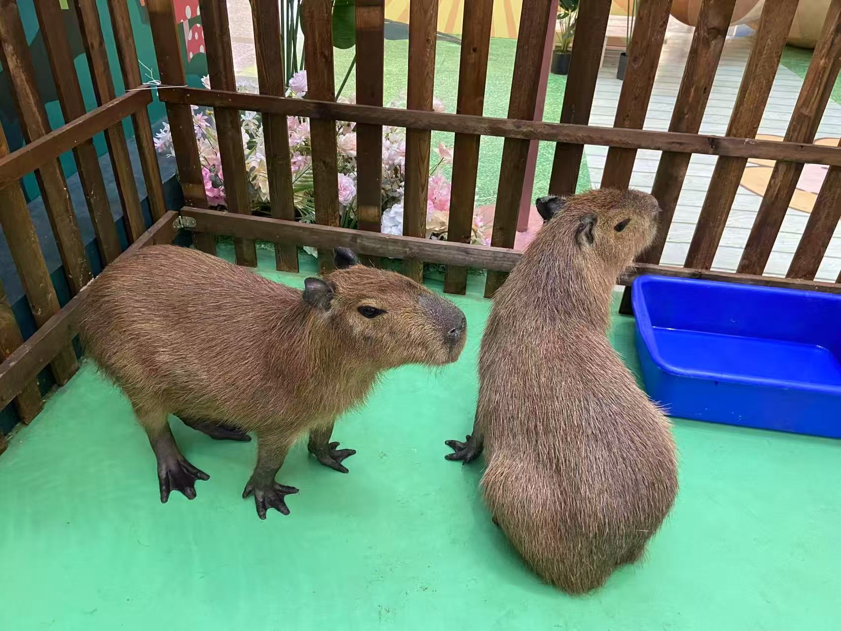 南充蓬安飼養(yǎng)員全國包郵