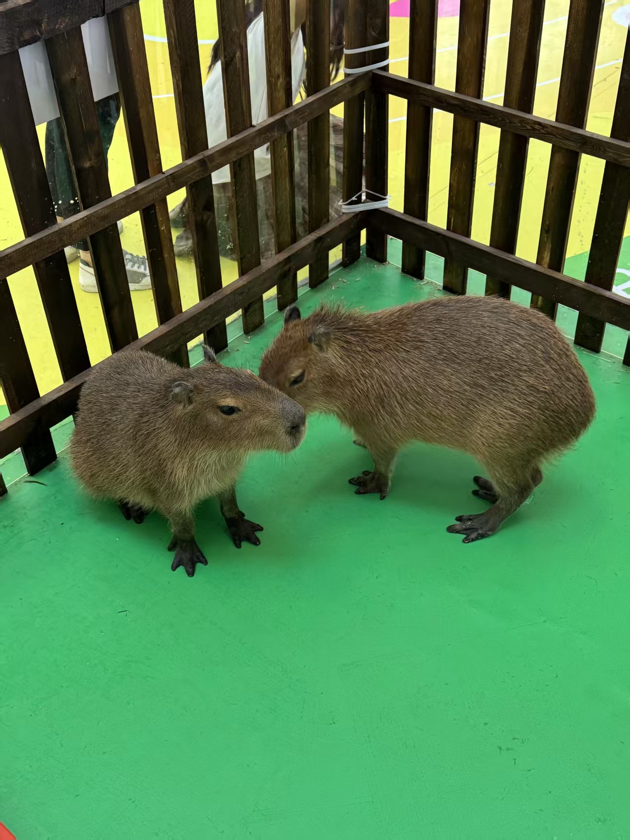 昭通水富卡皮巴拉促銷