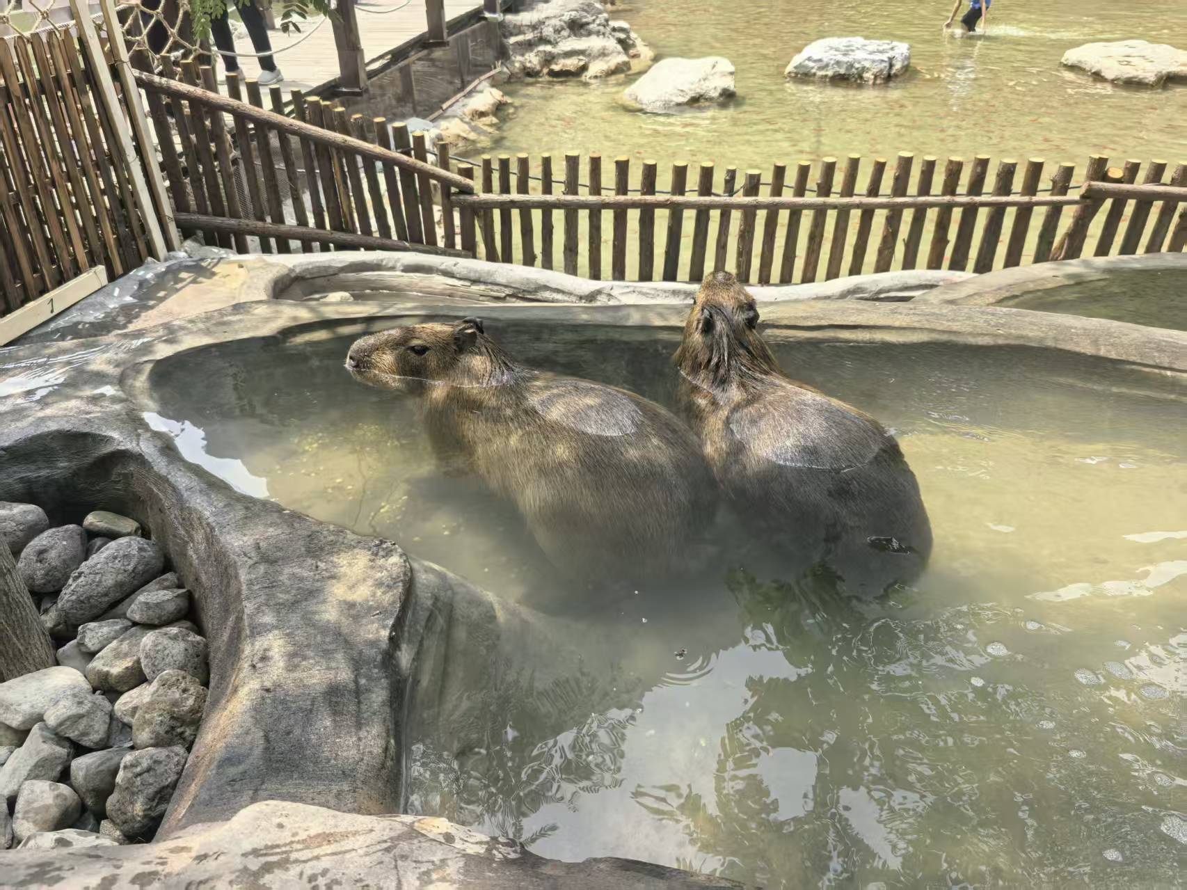 保山施甸飼養(yǎng)員多年生產(chǎn)經(jīng)驗(yàn)