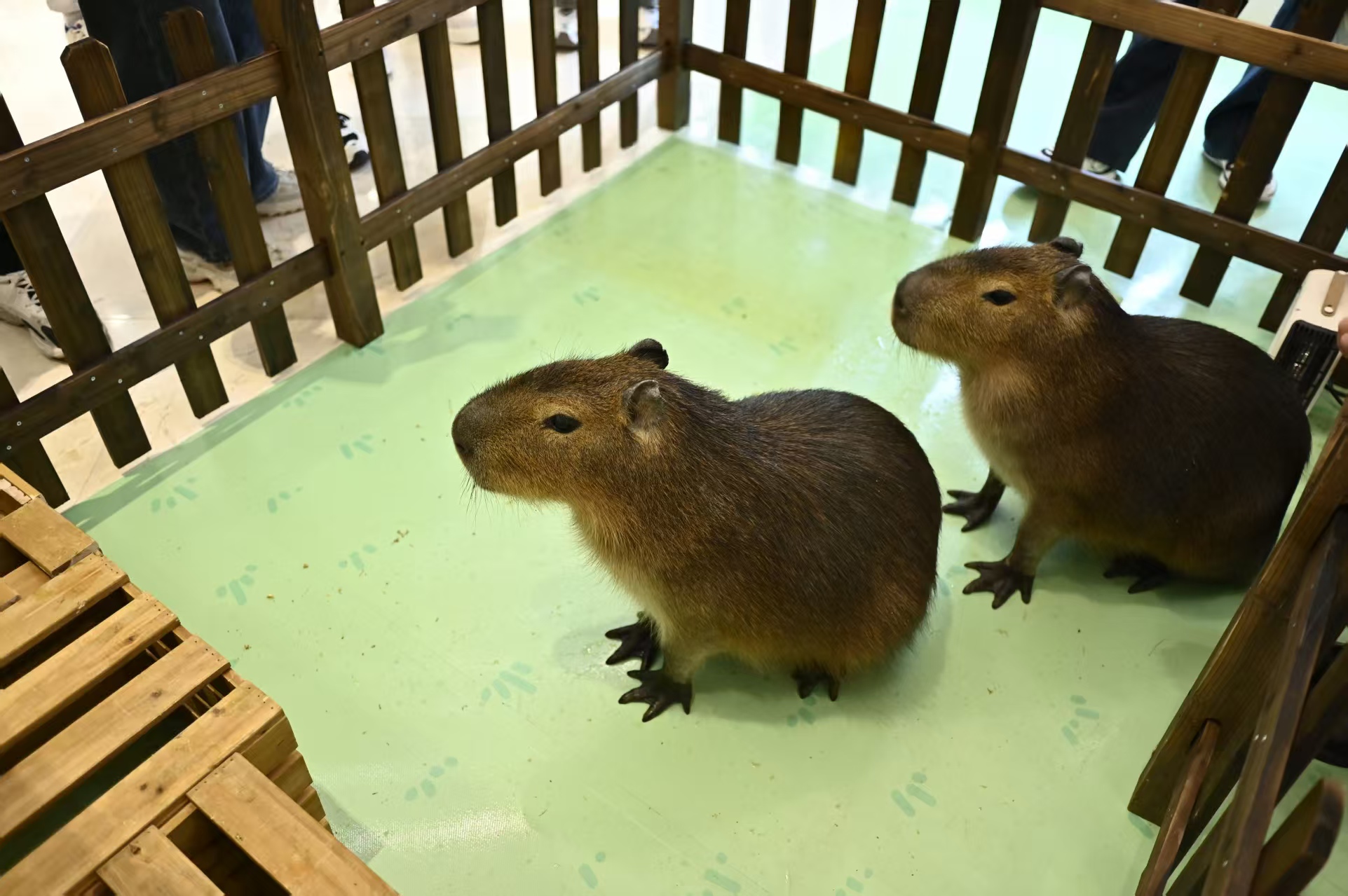 全年齡段適配市場(chǎng)批發(fā)價(jià)