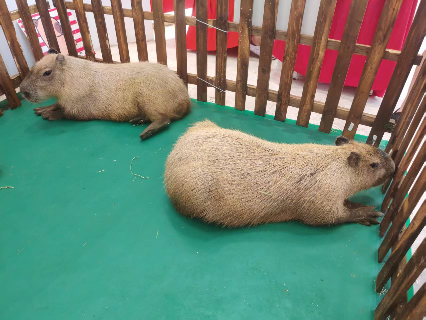 全年齡段適配市場價