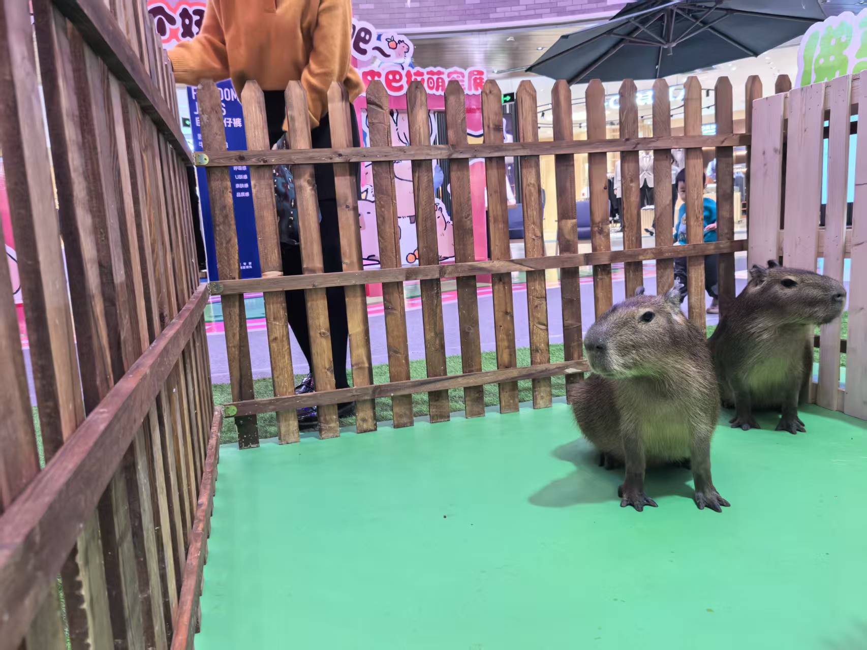 水豚出租值得信賴-福州羅源廠家