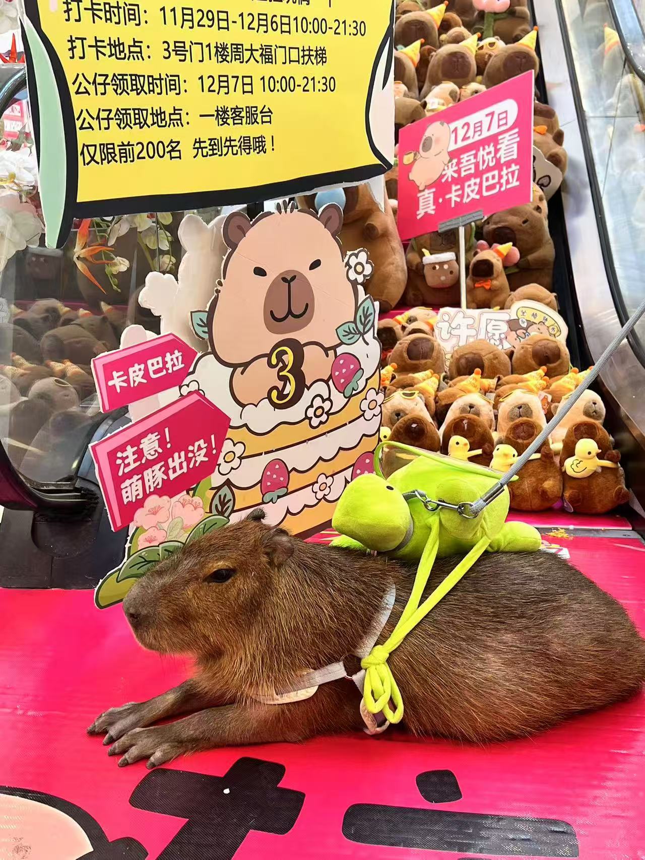 昭通水富卡皮巴拉租賃一站式服務(wù)