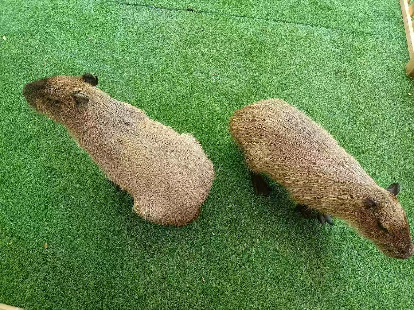 麗水龍泉檢疫標(biāo)準(zhǔn)質(zhì)量好