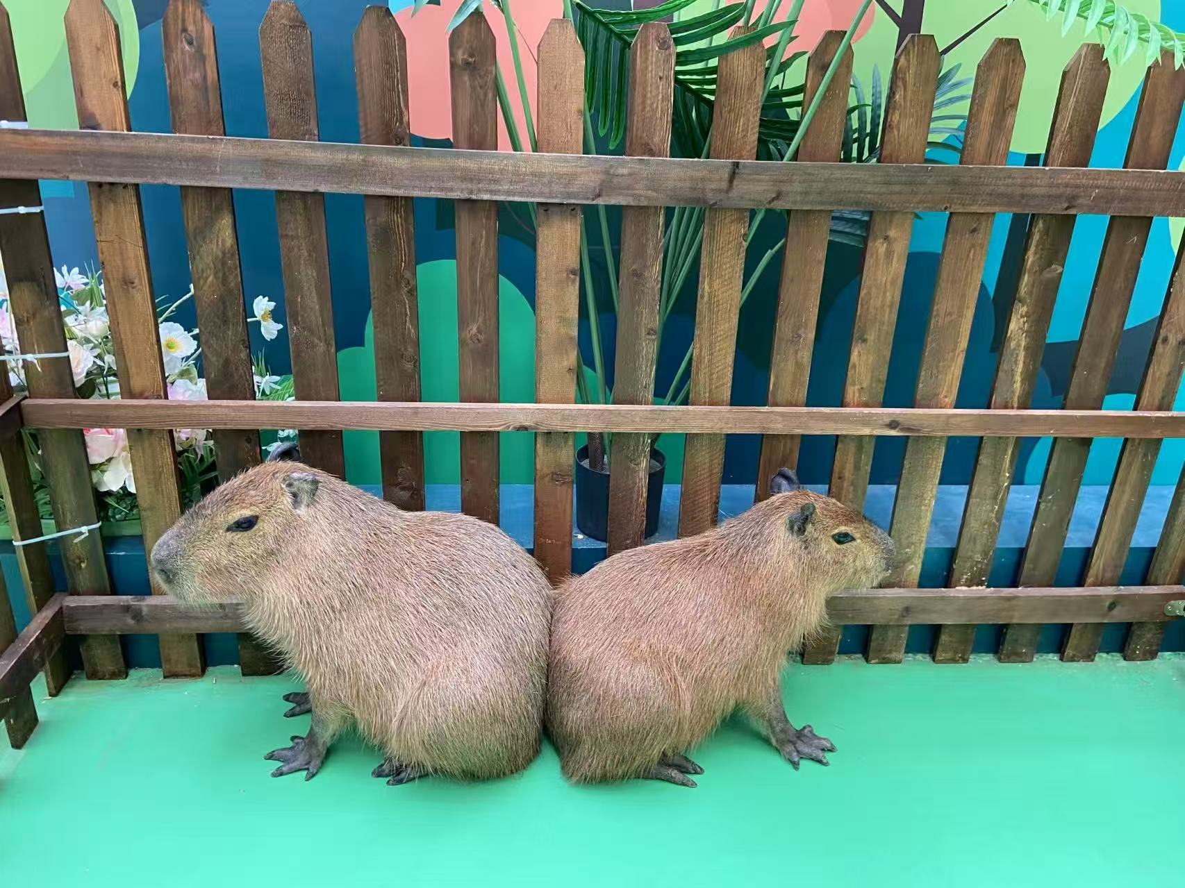 綿陽(yáng)梓潼采購(gòu)策劃必看-質(zhì)量好