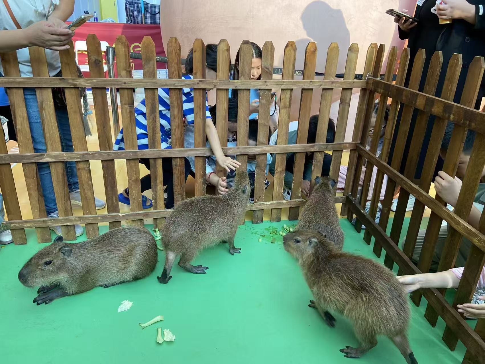 供應(yīng)批發(fā)策劃活動-品牌