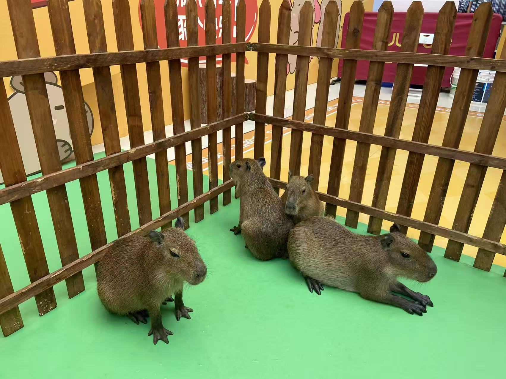 出租優(yōu)勢市場價格