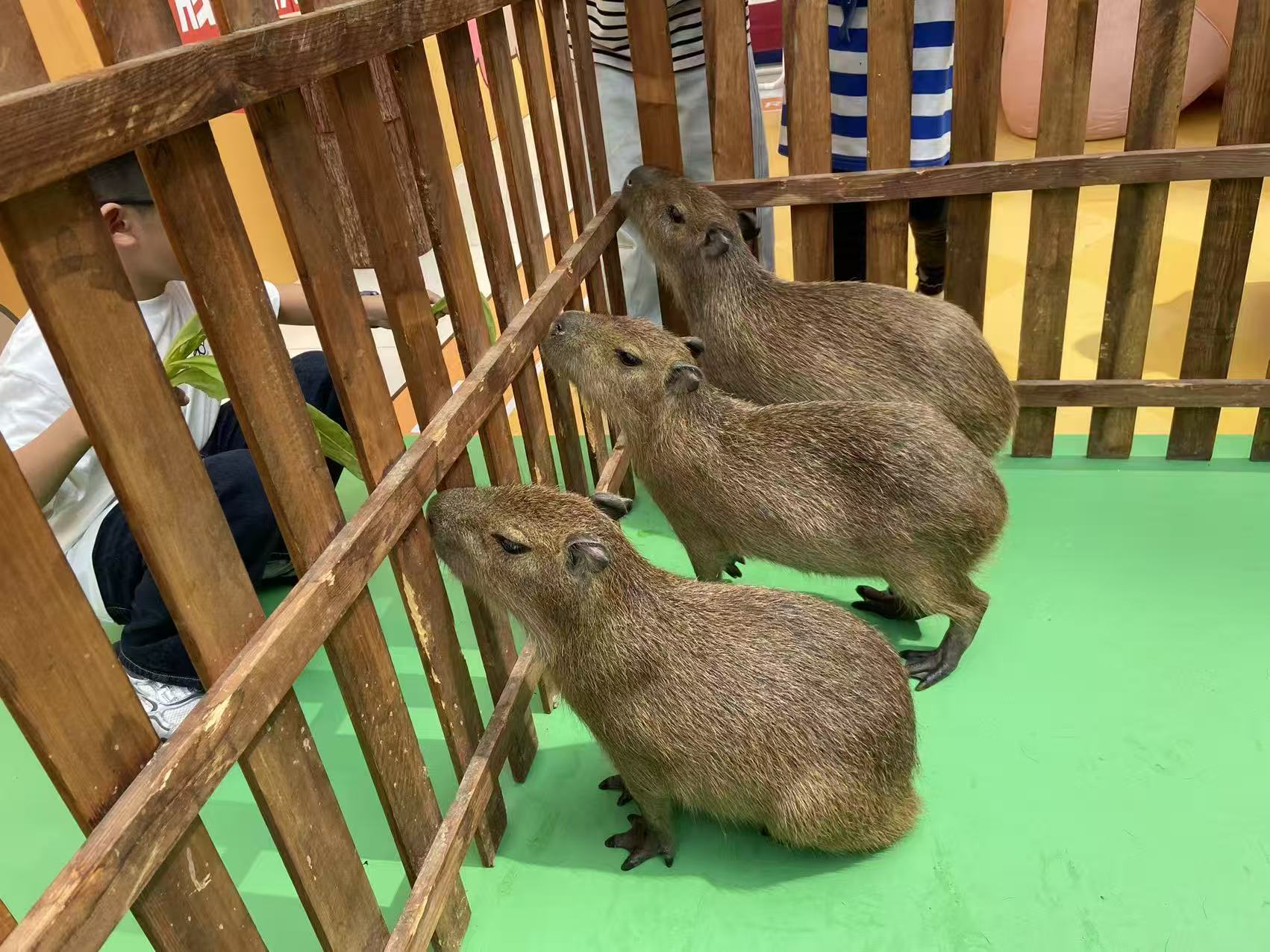 昭通永善景區(qū)活動(dòng)量大價(jià)優(yōu)