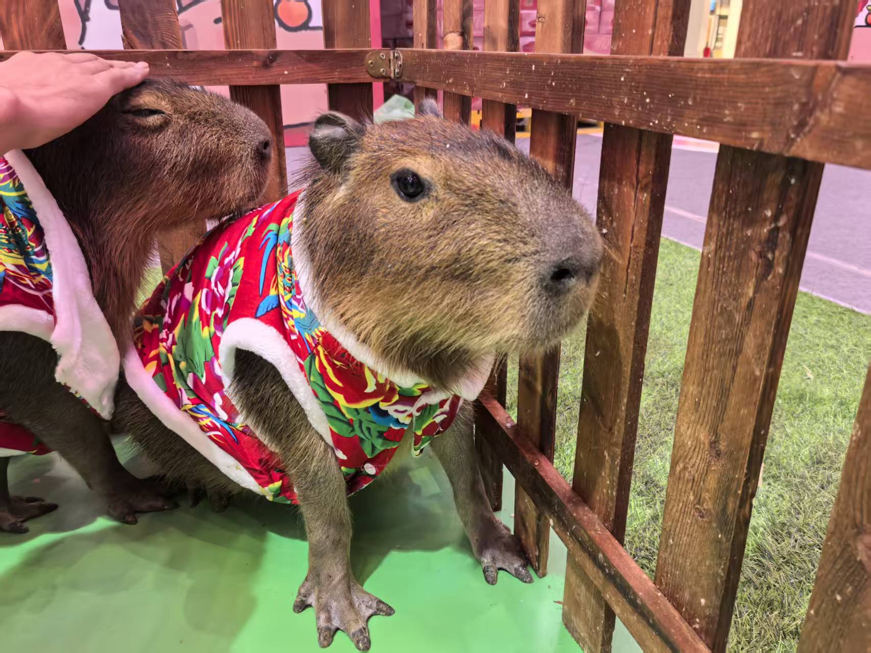 慶陽(yáng)慶城出租市場(chǎng)現(xiàn)貨價(jià)格