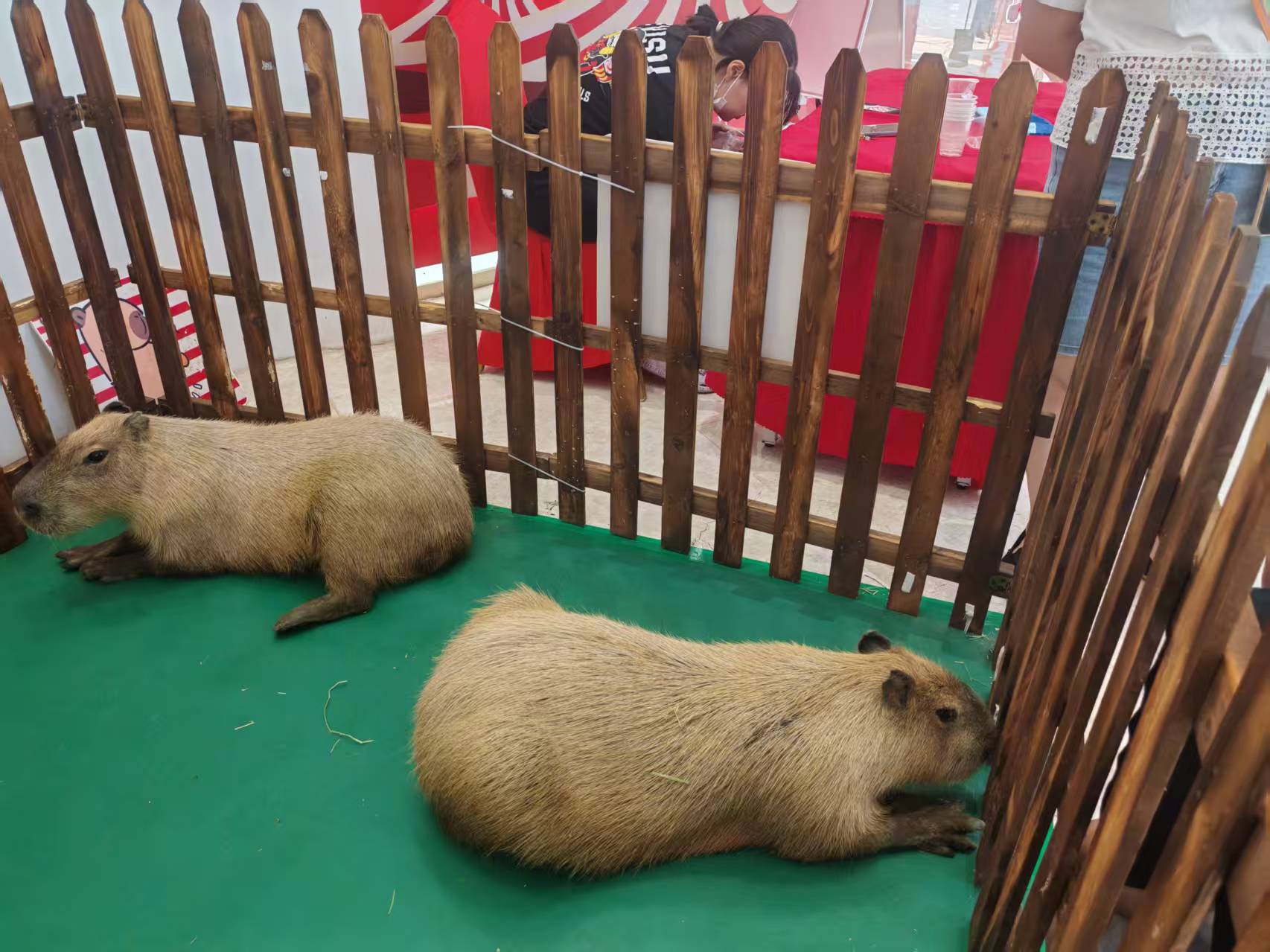 卡皮巴拉租賃一站式服務