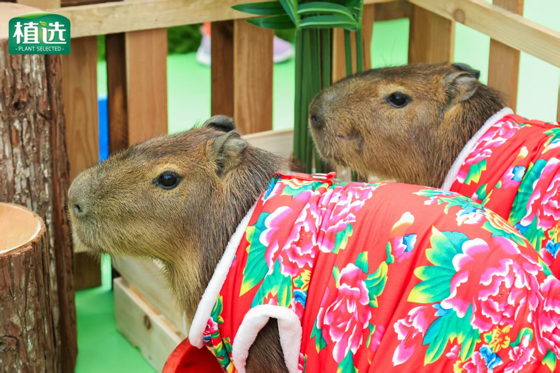 涼山西昌策劃大品牌品質(zhì)優(yōu)