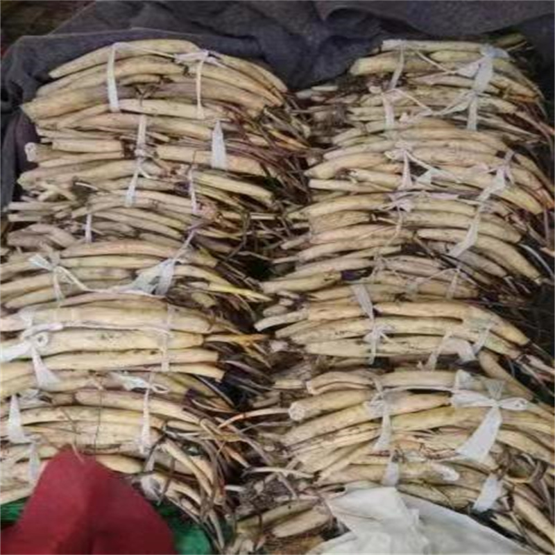 六安霍邱荷花苗批發(fā)廠家制造生產(chǎn)