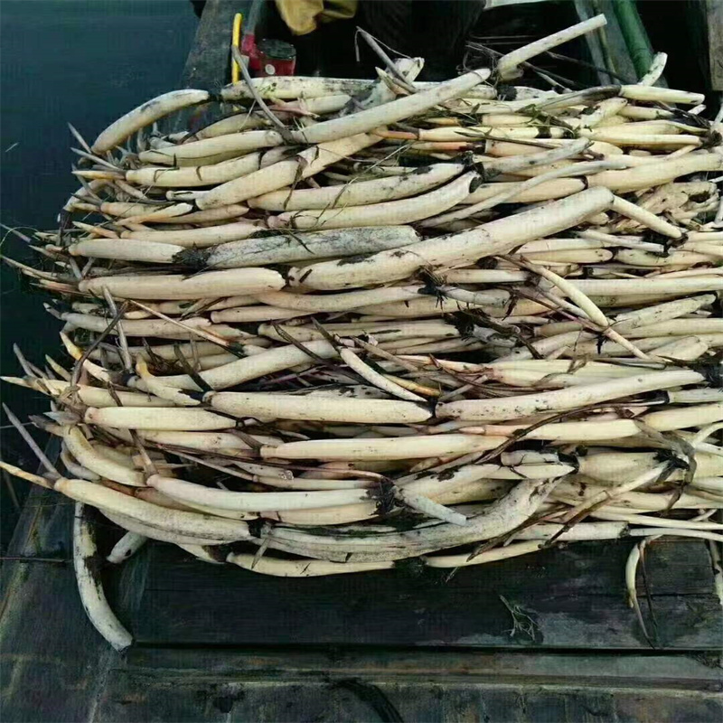 深圳梅林荷花苗工程用足量供應(yīng)