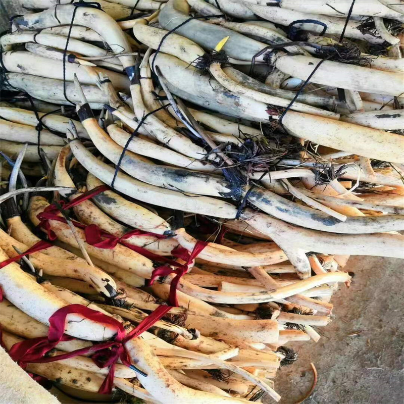 白色荷花苗直銷(xiāo)品牌:白色荷花苗生產(chǎn)廠家精工細(xì)作品質(zhì)優(yōu)良