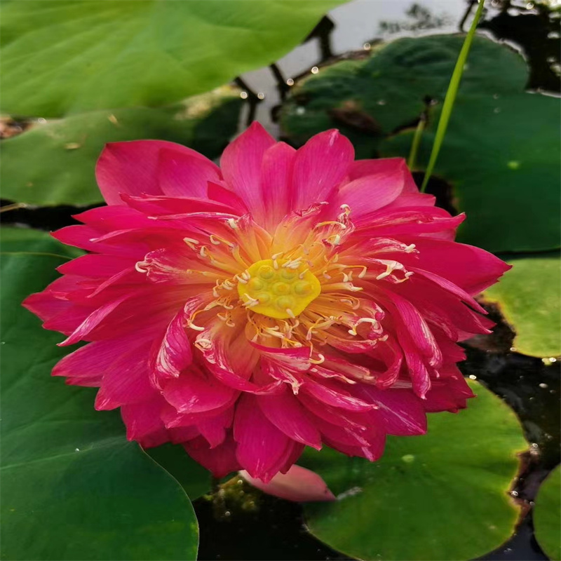 綏化挺水植物_我們是廠家