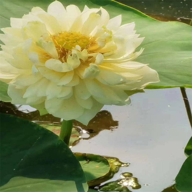 酒泉金塔栽種荷花苗實地貨源