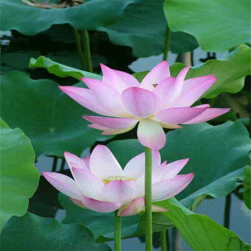 選荷花苗工程用全國統(tǒng)一價(jià)