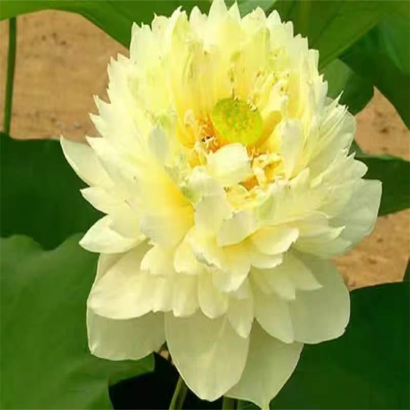 批發(fā)食用荷花苗_誠信企業(yè)