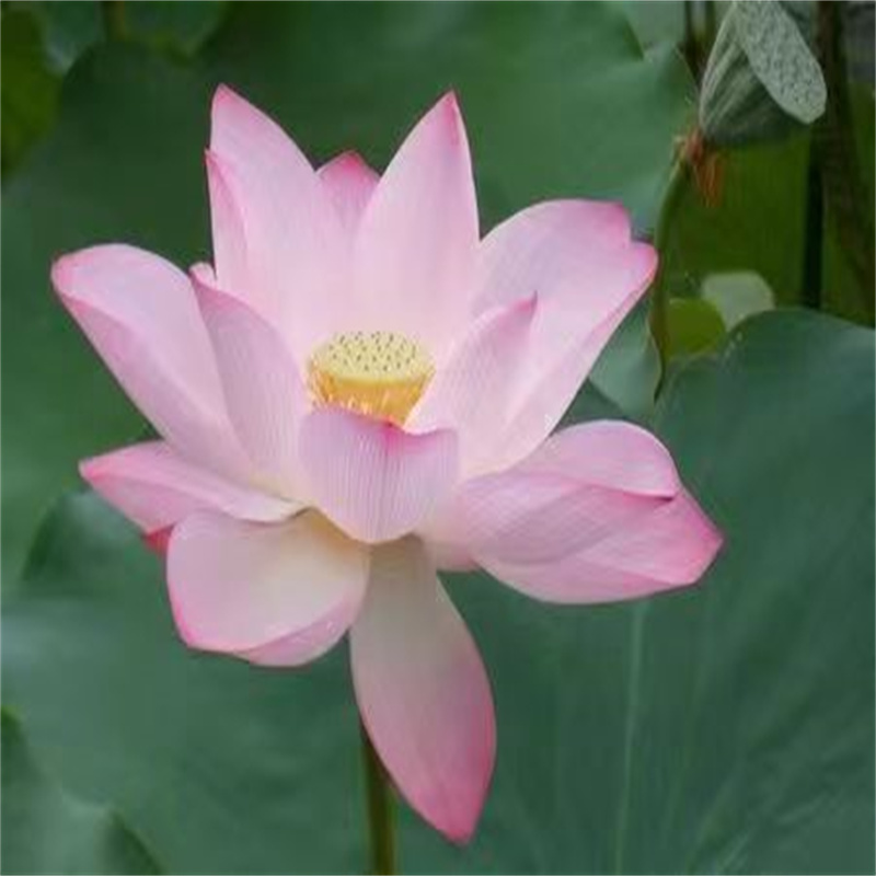 優(yōu)惠的稀有荷花苗廠家