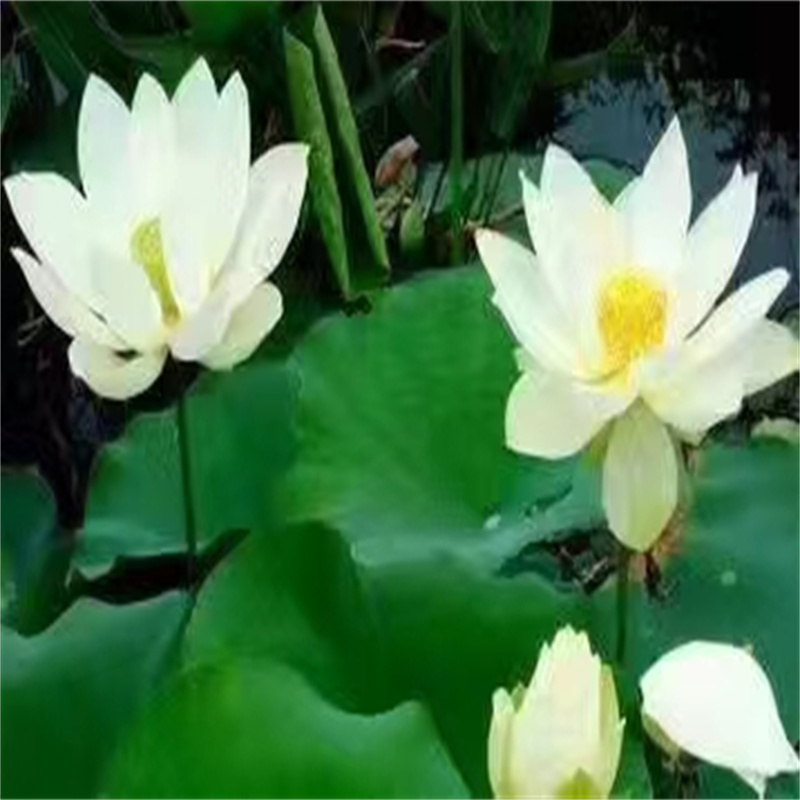 無錫北塘荷花苗技術(shù)指導(dǎo)優(yōu)質(zhì)售后