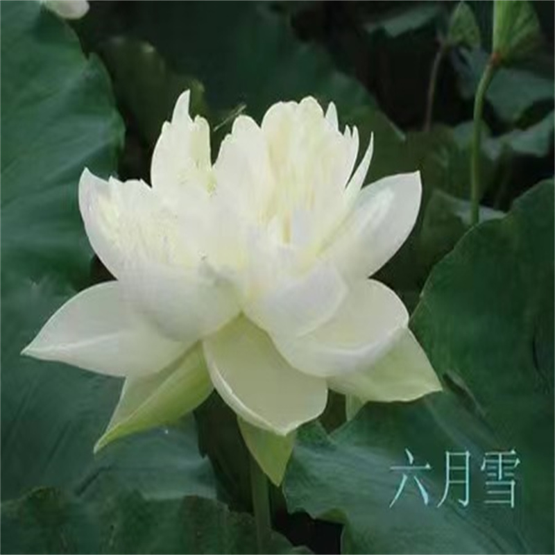 ：肇慶懷集花期長荷花苗廠家