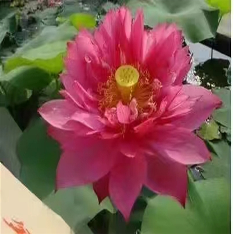 莆田定做荷花苗種植方案